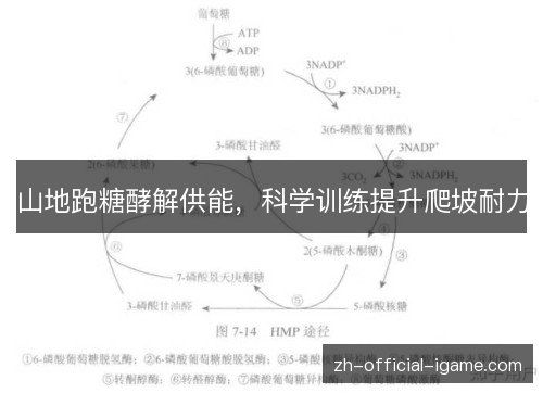 山地跑糖酵解供能,科学训练提升爬坡耐力 山地跑糖酵解供能,科学训练提升爬坡耐力
